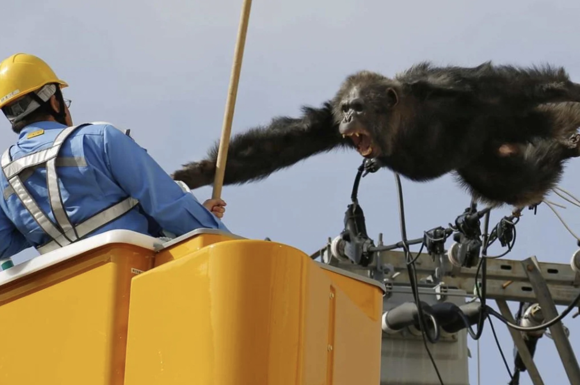 30 Pics Showing The Unstoppable Monkeyfication of Our Cities 